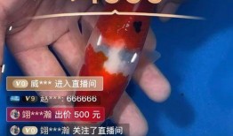 鱼乐圈最新爆料,最新爆料背后的惊人真相